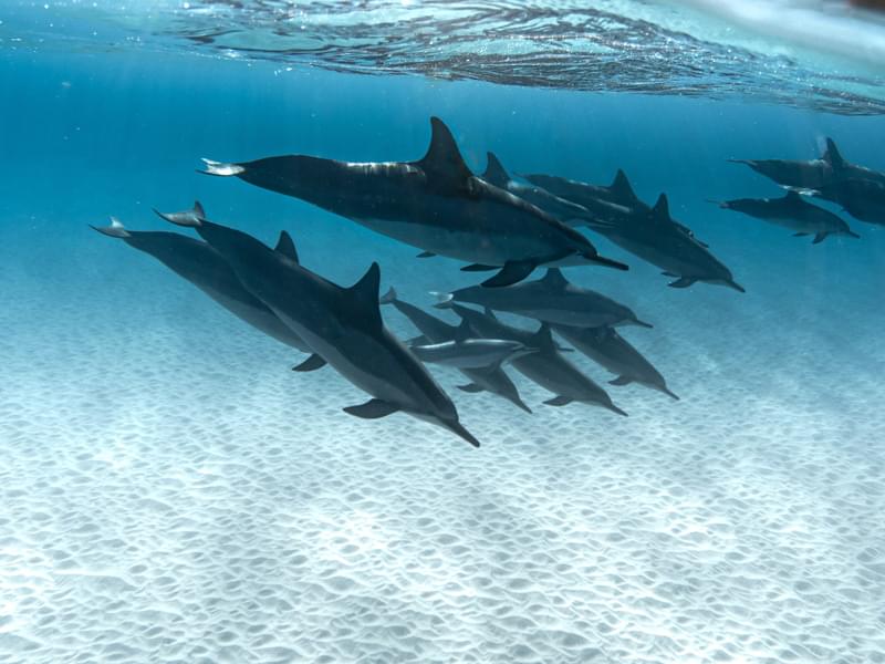 Supervision and Training